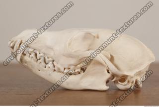 photo reference of skull 0001